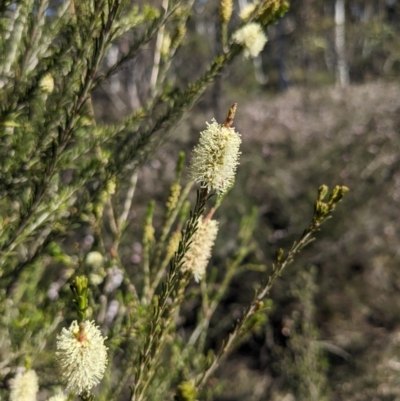 Melaleuca parvistaminea (Small-flowered Honey-myrtle) at Canberra Central, ACT - 7 Oct 2023 by WalterEgo