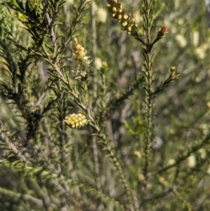 Melaleuca parvistaminea at Canberra Central, ACT - 7 Oct 2023