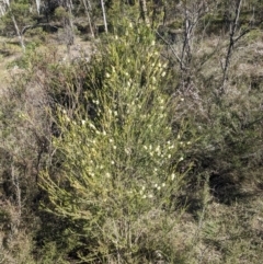 Melaleuca parvistaminea at Canberra Central, ACT - 7 Oct 2023