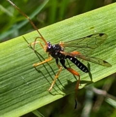 Echthromorpha intricatoria (Cream-spotted Ichneumon) at Belconnen, ACT - 7 Oct 2023 by HelenCross