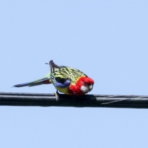 Platycercus eximius at Higgins, ACT - 7 Oct 2023