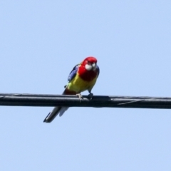 Platycercus eximius at Higgins, ACT - 7 Oct 2023