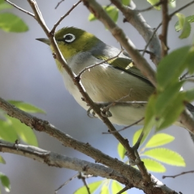 Zosterops lateralis (Silvereye) at Higgins, ACT - 7 Oct 2023 by AlisonMilton
