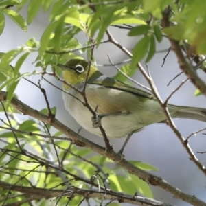 Zosterops lateralis at Higgins, ACT - 7 Oct 2023