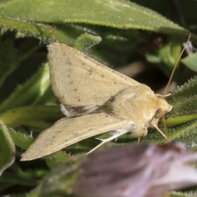 Helicoverpa (genus) (A bollworm) at Higgins, ACT - 7 Oct 2023 by AlisonMilton