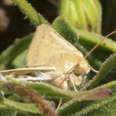 Helicoverpa (genus) at Higgins, ACT - 7 Oct 2023