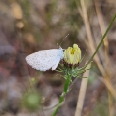 Zizina otis (Common Grass-Blue) at QPRC LGA - 5 Jan 2023 by Csteele4