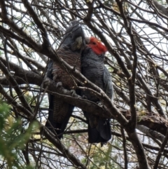 Callocephalon fimbriatum at Captains Flat, NSW - suppressed