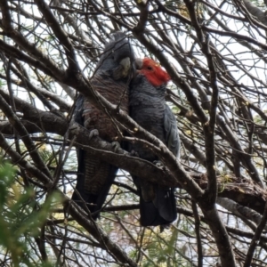 Callocephalon fimbriatum at Captains Flat, NSW - suppressed