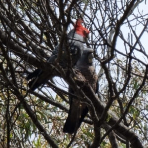 Callocephalon fimbriatum at Captains Flat, NSW - suppressed