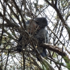 Callocephalon fimbriatum at Captains Flat, NSW - suppressed