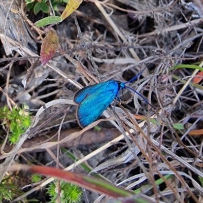 Pollanisus (genus) (A Forester Moth) at QPRC LGA - 19 Dec 2022 by Csteele4