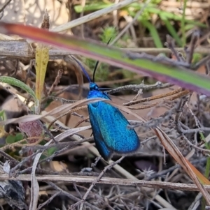 Pollanisus (genus) at Captains Flat, NSW - 19 Dec 2022