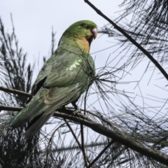 Alisterus scapularis (Australian King-Parrot) at Hawker, ACT - 2 Oct 2023 by AlisonMilton