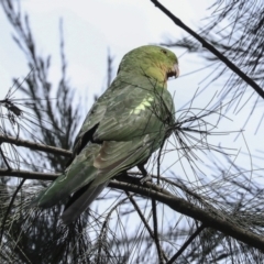 Alisterus scapularis at Hawker, ACT - 2 Oct 2023