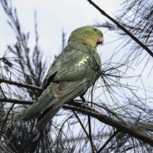 Alisterus scapularis at Hawker, ACT - 2 Oct 2023