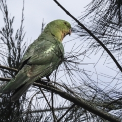 Alisterus scapularis at Hawker, ACT - 2 Oct 2023