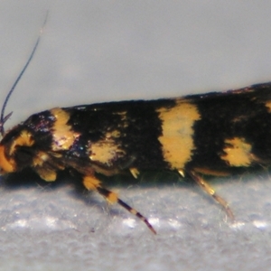 Catadoceta xanthostephana at Sheldon, QLD - suppressed