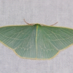 Chlorocoma carenaria (Veined Emerald) at Sheldon, QLD - 8 Sep 2007 by PJH123