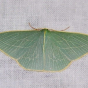 Chlorocoma carenaria at Sheldon, QLD - suppressed