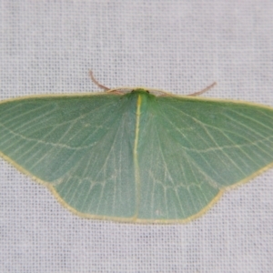 Chlorocoma carenaria at Sheldon, QLD - 8 Sep 2007