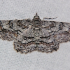 Cleora displicata (A Cleora Bark Moth (Boarmiini) at Sheldon, QLD - 8 Sep 2007 by PJH123