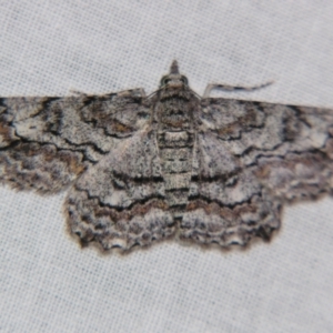 Cleora displicata at Sheldon, QLD - suppressed