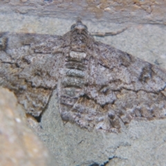 Cleora displicata (A Cleora Bark Moth) at Sheldon, QLD - 7 Sep 2007 by PJH123