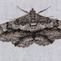 Cleora displicata (A Cleora Bark Moth (Boarmiini) at Sheldon, QLD - 9 Sep 2007 by PJH123