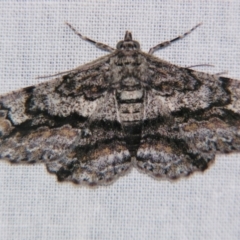 Cleora displicata (A Cleora Bark Moth) at Sheldon, QLD - 8 Sep 2007 by PJH123