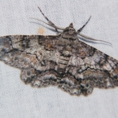 Cleora displicata (A Cleora Bark Moth (Boarmiini) at Sheldon, QLD - 9 Sep 2007 by PJH123