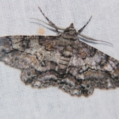 Cleora displicata (A Cleora Bark Moth) at Sheldon, QLD - 9 Sep 2007 by PJH123