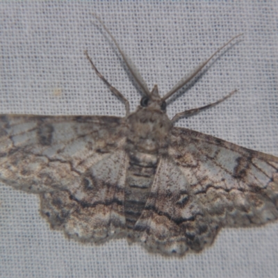 Cleora displicata (A Cleora Bark Moth) at Sheldon, QLD - 8 Sep 2007 by PJH123