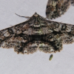 Cleora displicata (A Cleora Bark Moth (Boarmiini) at Sheldon, QLD - 8 Sep 2007 by PJH123