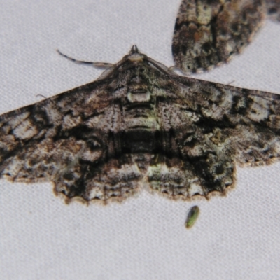Cleora displicata (A Cleora Bark Moth (Boarmiini) at Sheldon, QLD - 8 Sep 2007 by PJH123