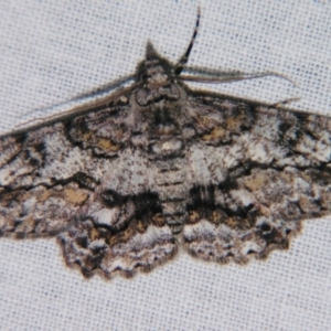 Cleora displicata at Sheldon, QLD - suppressed