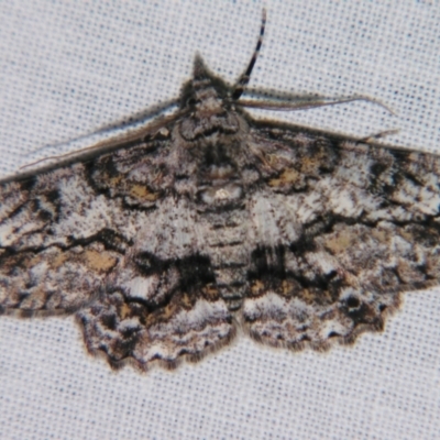 Cleora displicata (A Cleora Bark Moth) at Sheldon, QLD - 7 Sep 2007 by PJH123