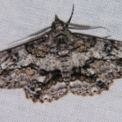 Cleora displicata at Sheldon, QLD - suppressed