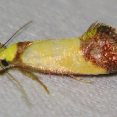 Crepidosceles timalphes (A Concealer moth) at Sheldon, QLD - 7 Sep 2007 by PJH123