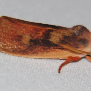 Cryptophasa rubescens at Sheldon, QLD - suppressed