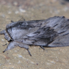 Destolmia lineata (Streaked Notodontid Moth) at Sheldon, QLD - 7 Sep 2007 by PJH123