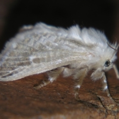 Doratifera pinguis (Pale Cup Moth) at Sheldon, QLD - 7 Sep 2007 by PJH123