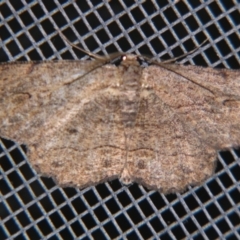 Ectropis excursaria (Common Bark Moth) at Sheldon, QLD - 8 Sep 2007 by PJH123