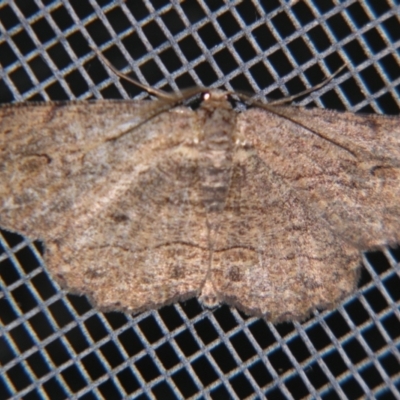 Ectropis excursaria (Common Bark Moth) at Sheldon, QLD - 7 Sep 2007 by PJH123