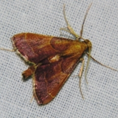Endosimilis stilbealis (A Pyralid moth (Endotrichinae)) at Sheldon, QLD - 7 Sep 2007 by PJH123