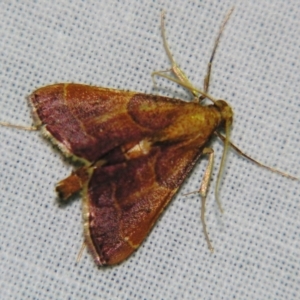 Endosimilis stilbealis at Sheldon, QLD - suppressed