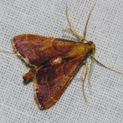 Endosimilis stilbealis (A Pyralid moth (Endotrichinae)) at Sheldon, QLD - 8 Sep 2007 by PJH123