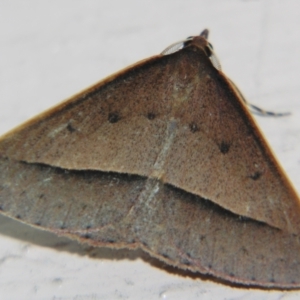 Epidesmia chilonaria at Sheldon, QLD - 8 Sep 2007