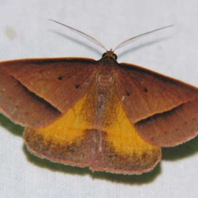 Epidesmia chilonaria (Golden-winged Epidesmia) at Sheldon, QLD - 8 Sep 2007 by PJH123