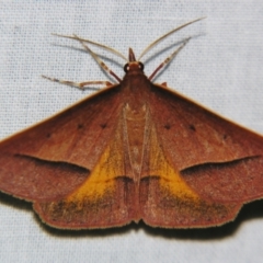 Epidesmia chilonaria at Sheldon, QLD - suppressed